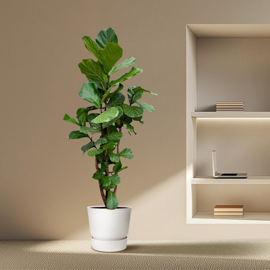 Vioolbladplant – Ficus Lyrata vertakt – 220 cm