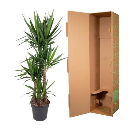 Olifantenpalm – Yucca Elephantipe – 180 cm