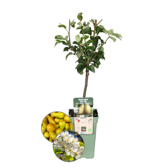Perenboom – Pyrus – 160 cm