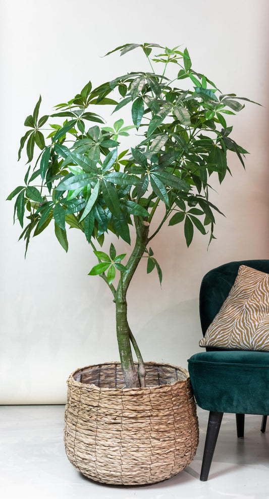 Kunstboom - Geldboom - Pachira Aquatica - 180 cm