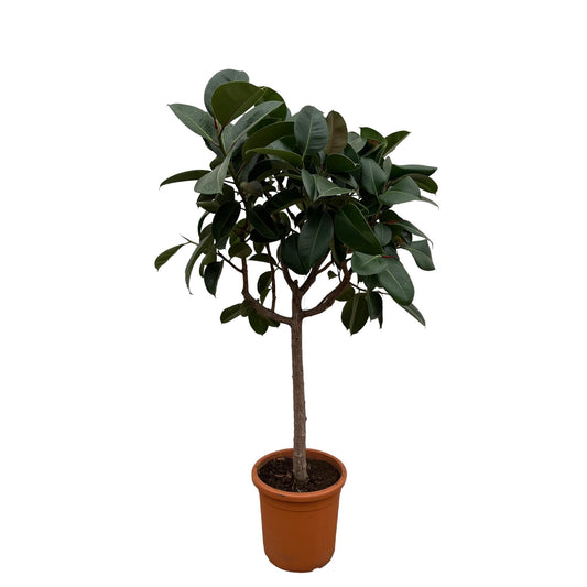 Rubberboom op stam – Ficus Elastica Robusta – 190 cm