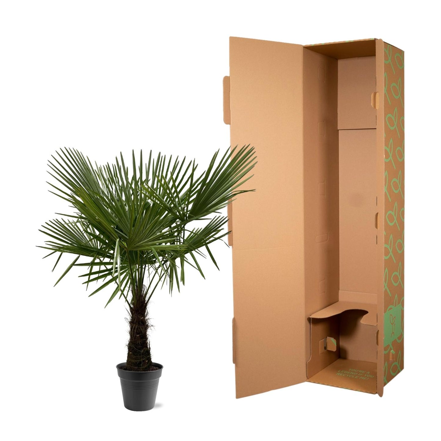 Henneppalm – Trachycarpus fortunei – 180 cm