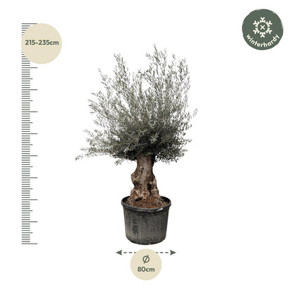 Olijfboom – Olea europaea bonsai – 270 cm