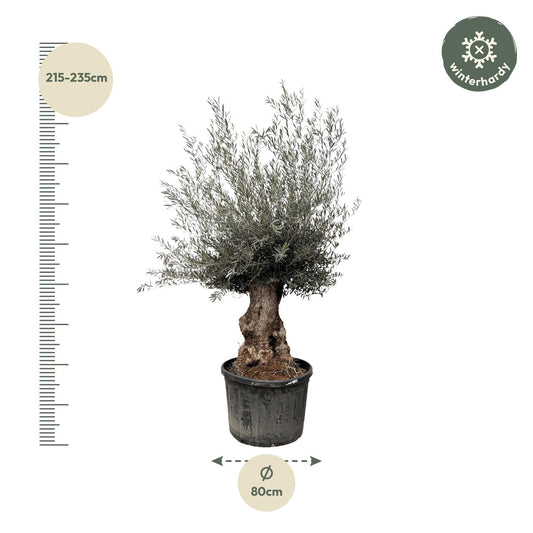 Olijfboom – Olea europaea bonsai – 270 cm