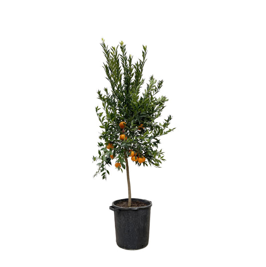 Mandarijnboom – Citrus Calamondin – 200 cm