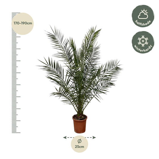 Canarische dadelpalm – Phoenix canariensis – 180 cm