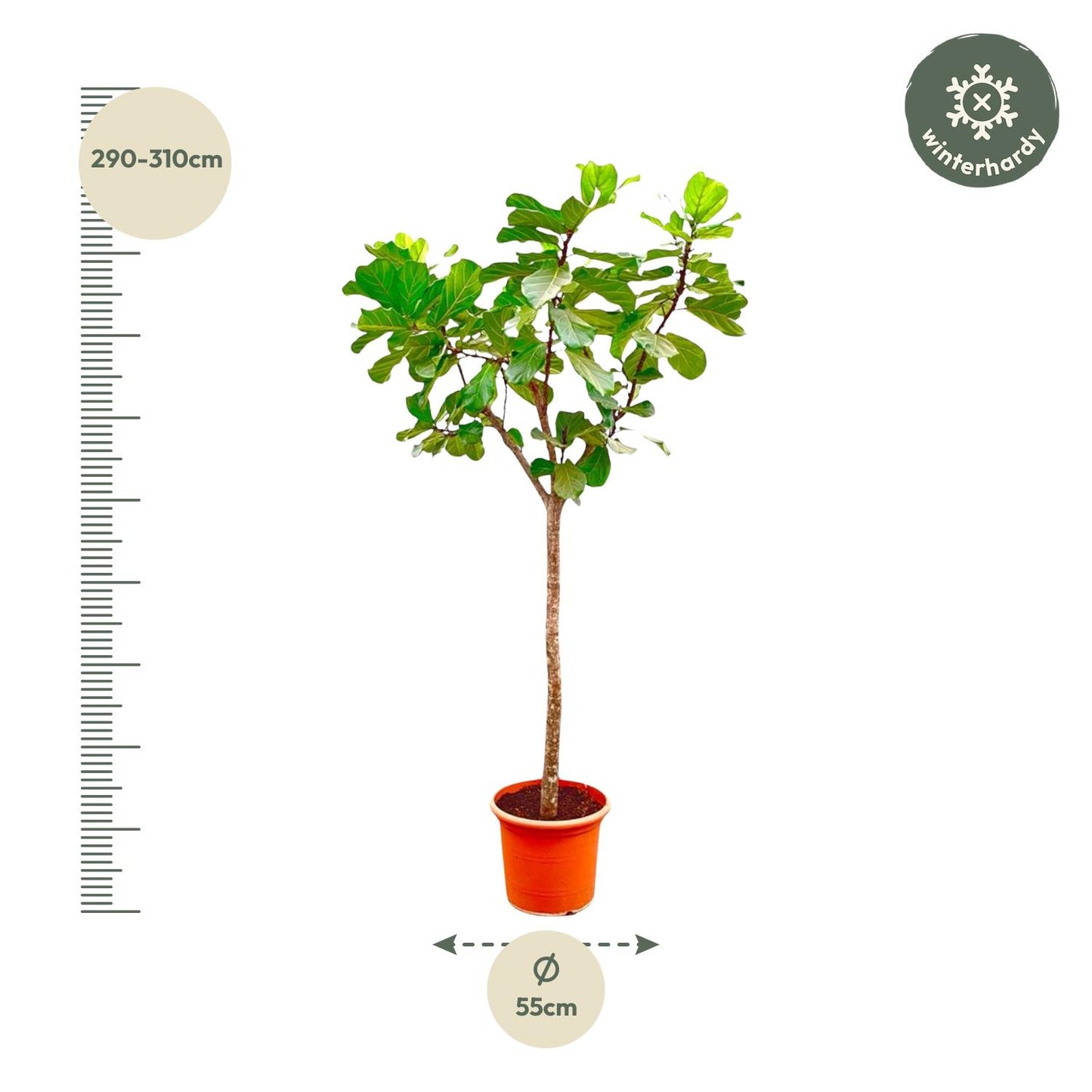 Tabaksplant – Ficus lyrata – 270 cm