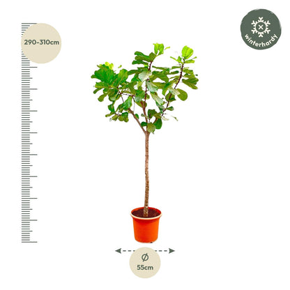 Tabaksplant – Ficus lyrata – 270 cm