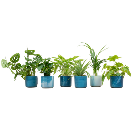 Plantenbox  - 6 planten inclusief pot blauw Ø14