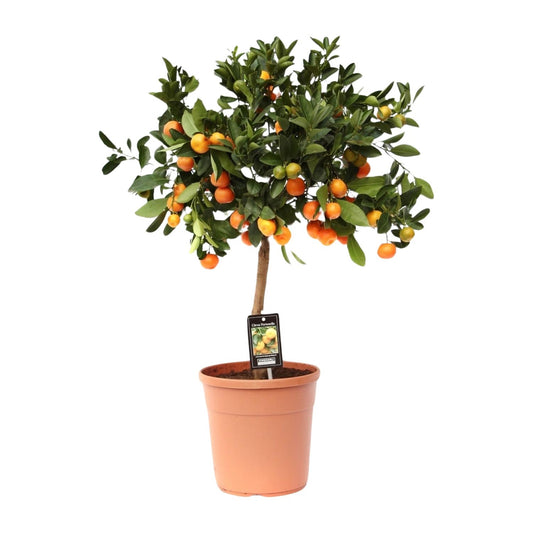 Citroenboom – Citrus calamondin – 80 cm