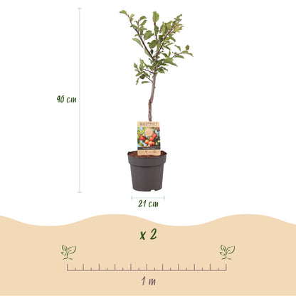 Pruimenboom – Prunus domestica Victoria – 90 cm