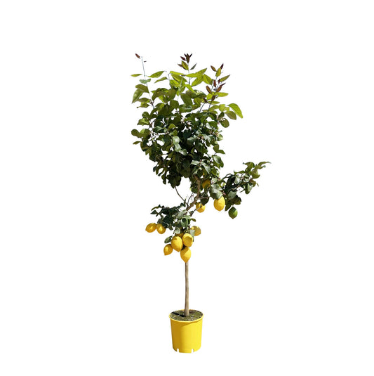 Citroenboom – Citrus limon – 150 cm