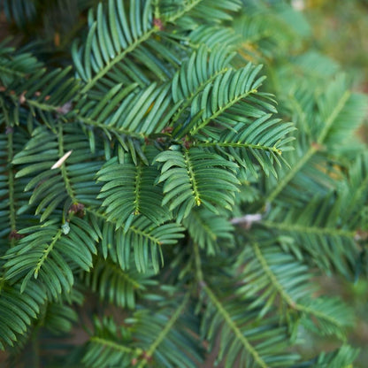 Taxus haag – Taxus baccata – 20 stuks – 100–125 cm