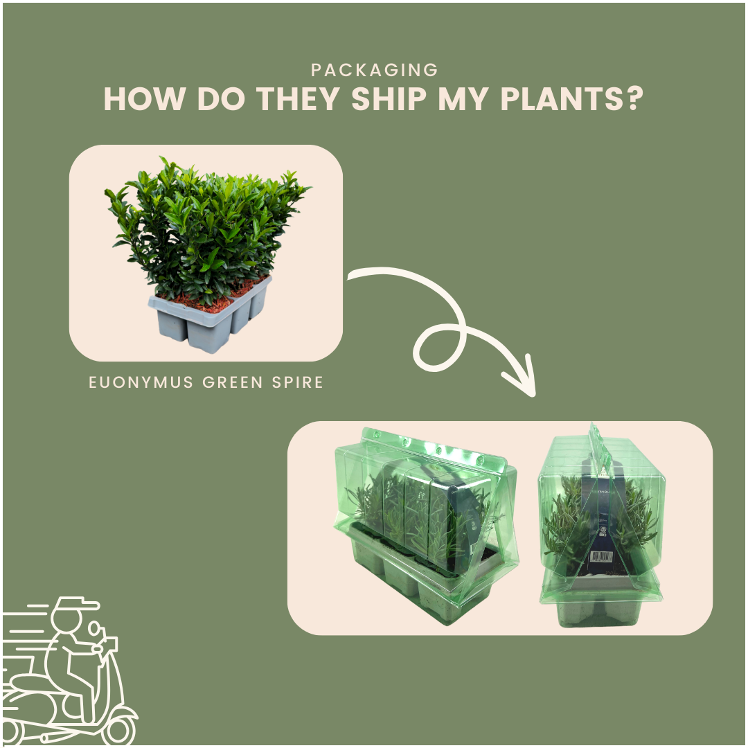 Kardinaalsmuts haag – Euonymus 'Green Spire' – 6 stuks – 15 cm