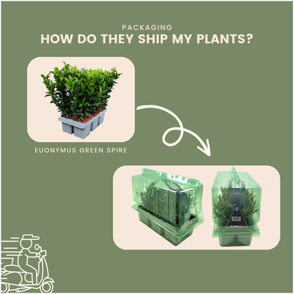 Kardinaalsmuts haag – Euonymus 'Green Spire' – 6 stuks – 15 cm