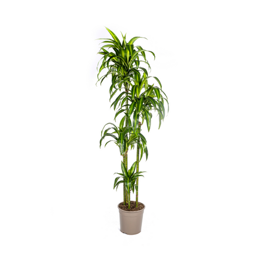 Drakenboom - Dracaena Hawaiian Sunshine - 190cm