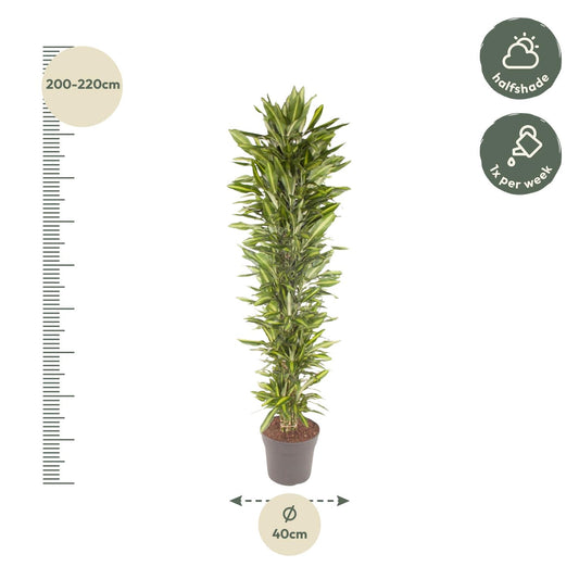 Drakenbloedboom – Dracaena Cintho vertakt – 210 cm