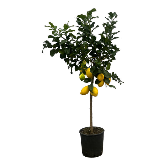 Citroenboom – Citrus Lemon – 150 cm