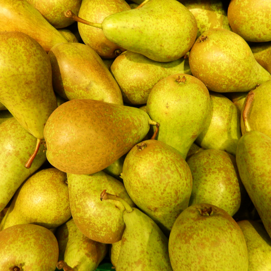 Perenboom – Pyrus – 160 cm