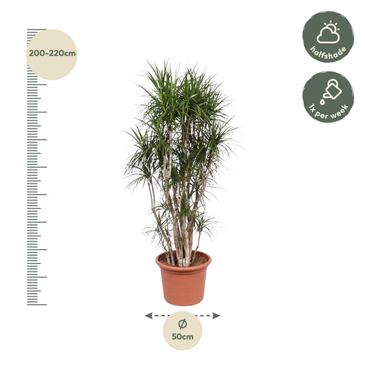 Drakenboom – Dracaena marginata – 220 cm