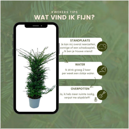 Taxus haag – Taxus baccata – 20 stuks – 100–125 cm