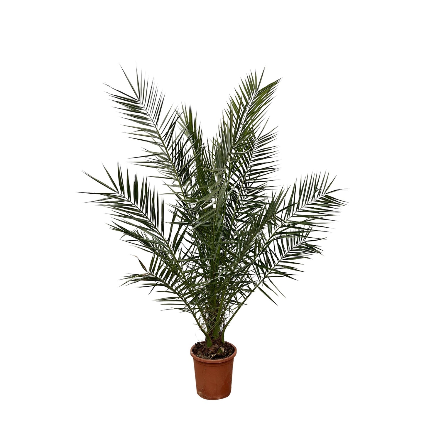 Canarische dadelpalm – Phoenix Canariensis – 180 cm