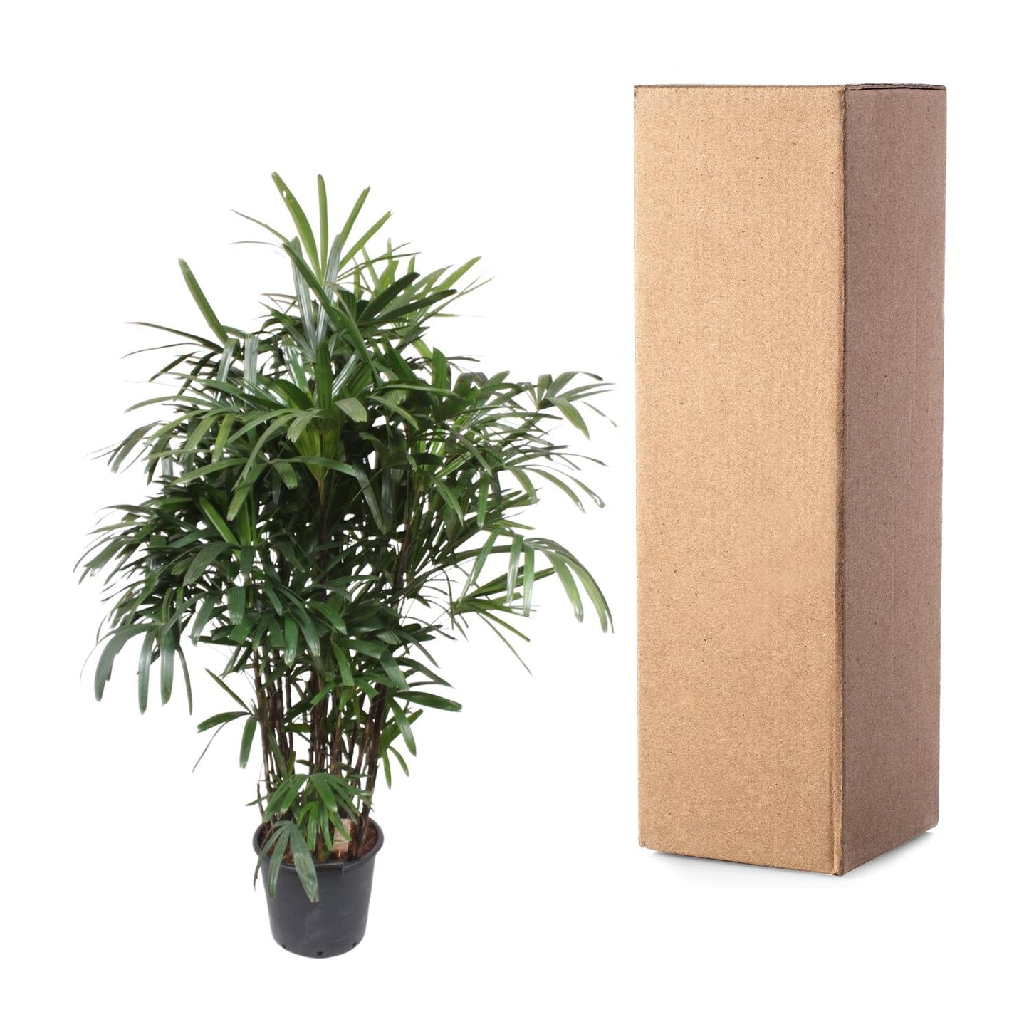 Bamboepalm – Rhapis excelsa – 190 cm