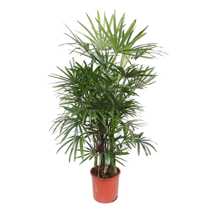 Vingerpalm – Rhapis excelsa – 190 cm