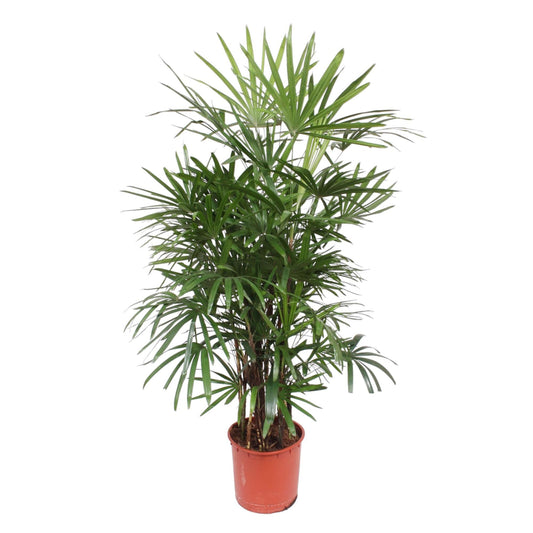 Vingerpalm – Rhapis excelsa – 190 cm