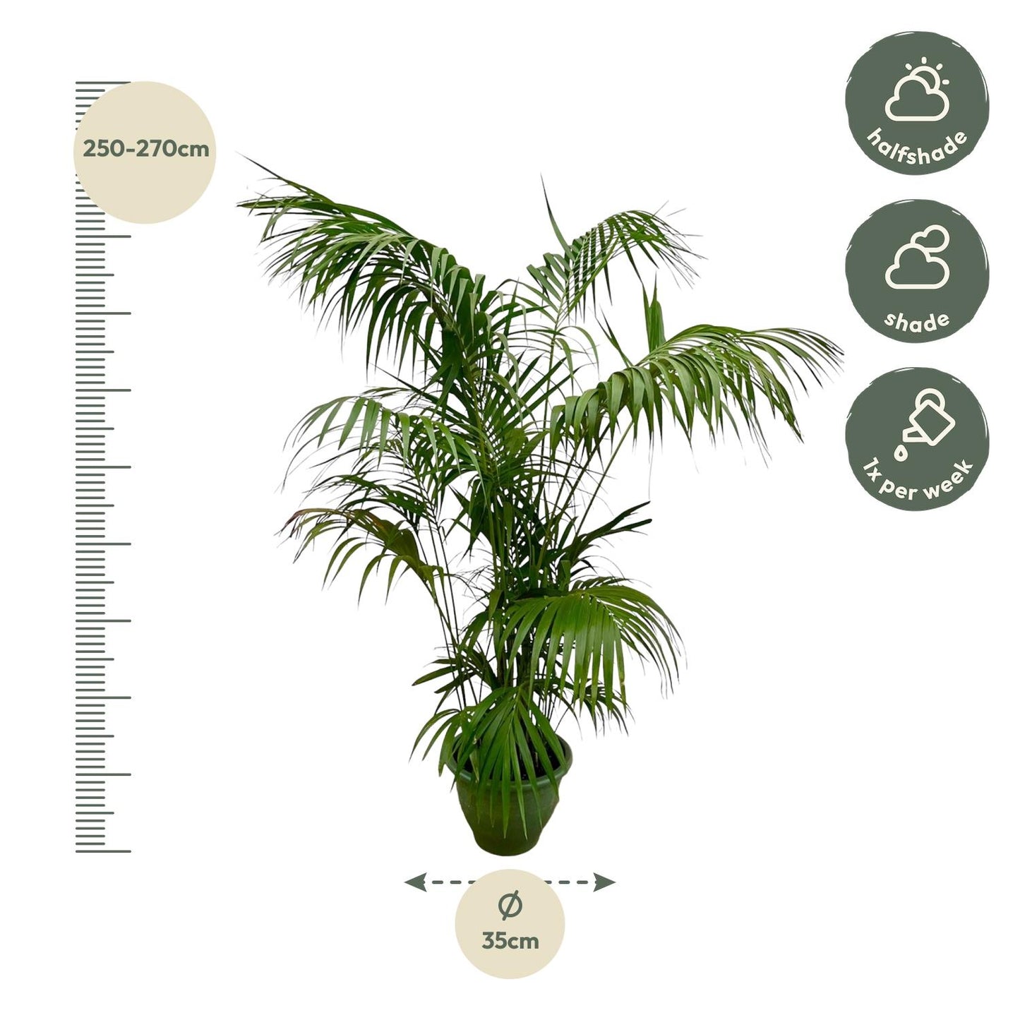 Kentia Palm XXL – Howea Forsteriana – 260 cm