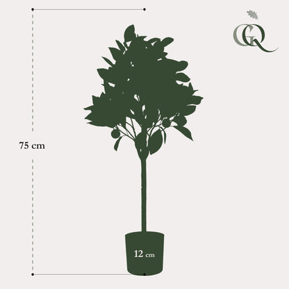 Kunstplant Sinaasappelboom - Citrus Sinensis - 75 cm