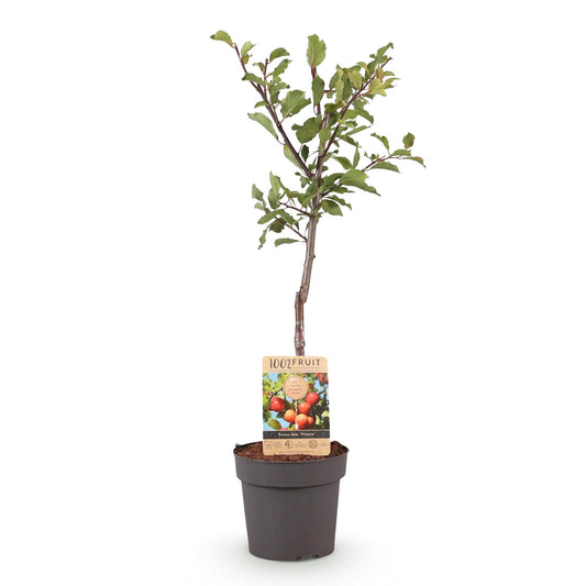 Pruimenboom – Prunus domestica Victoria – 90 cm