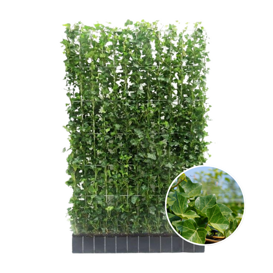 Kant en klaar haag - Klimop - Hedera hibernica -150 cm