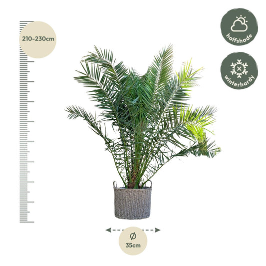 Canarische dadelpalm – Phoenix canariensis – 300 cm