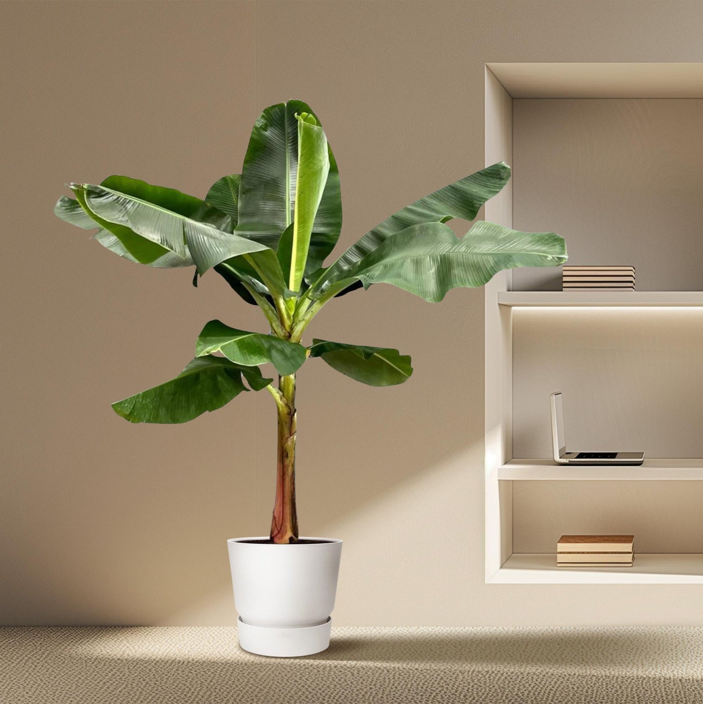 Bananenplant (Musa) - 200 cm - ø30