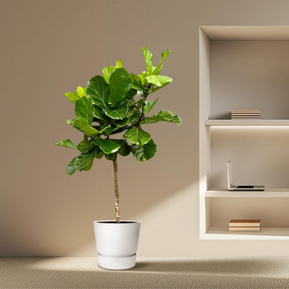 Tabaksplant – Ficus lyrata – 200 cm