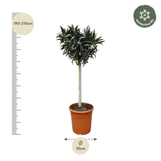 Oleander – Nerium oleander - Witte bloem – 200 cm