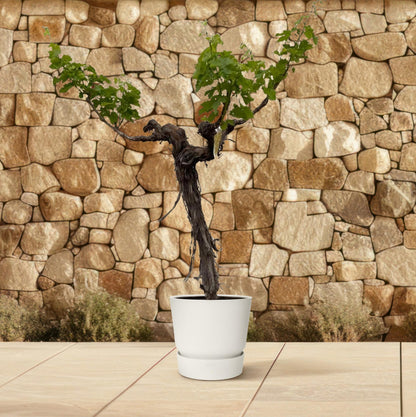 Druivenboom – Vitis vinifera – 220 cm