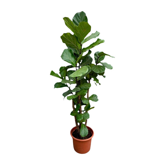 Vioolbladplant – Ficus Lyrata vertakt – 220 cm