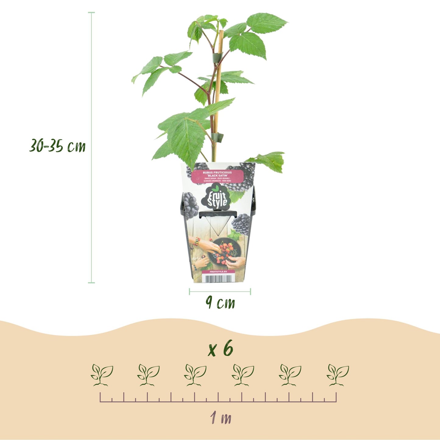 Green boutiQ - Fruitplanten - Braam - Rubus Black Satin - Winterhard - 6 Planten - Pot 9 cm - Zwarte Braam