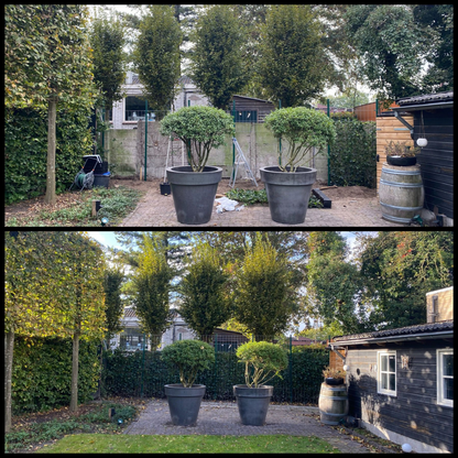 Kant en klaar haag - Klimop - Hedera hibernica -150 cm