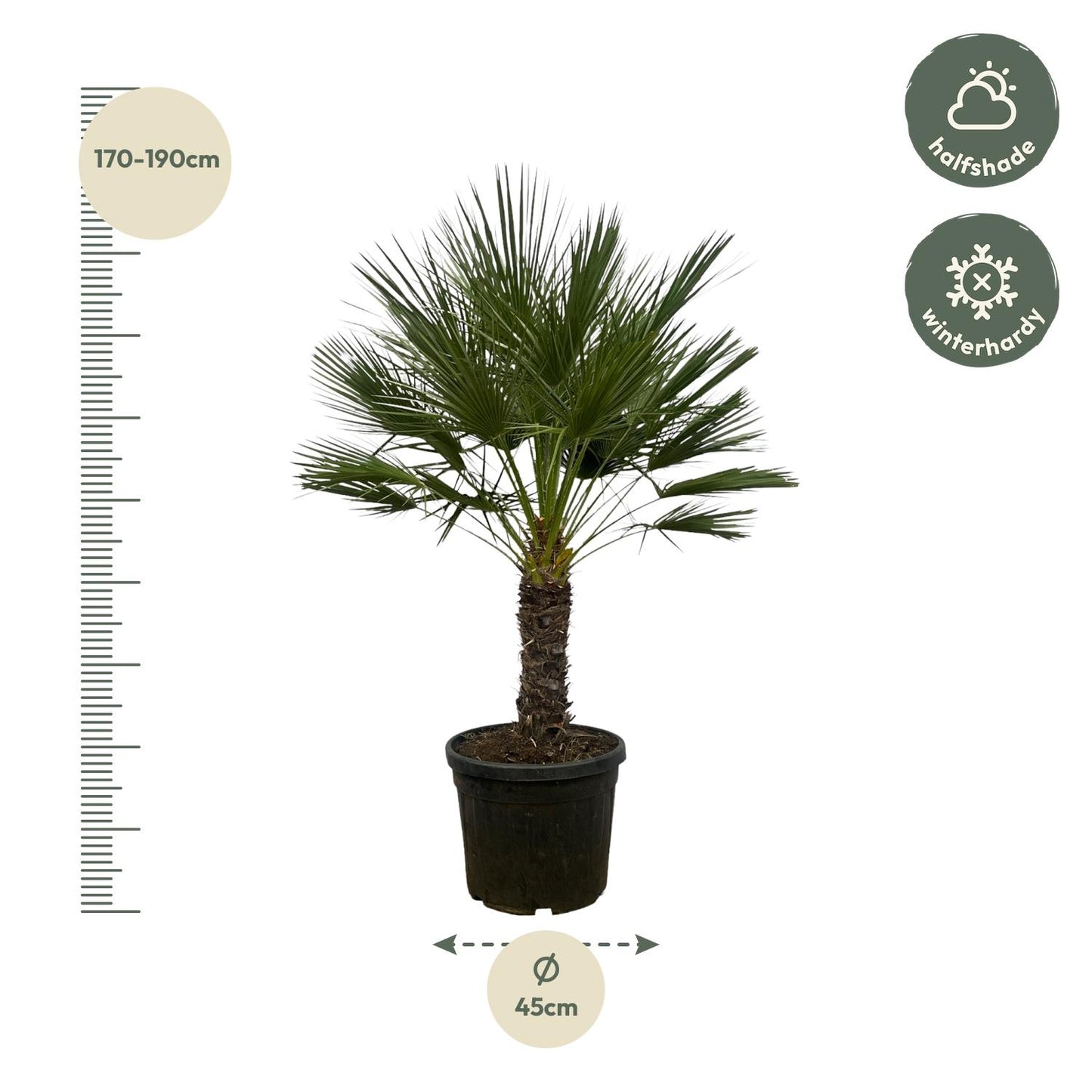 Dwergpalm – Chamaerops humilis op stam  – 150 cm