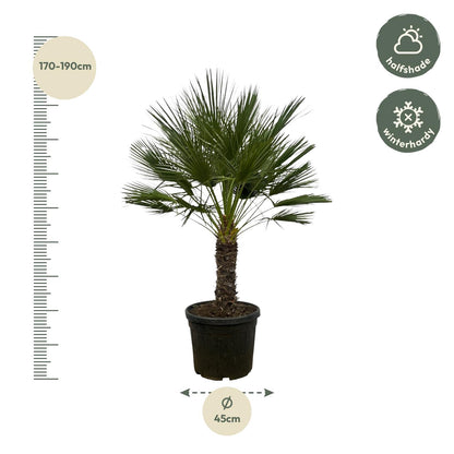 Dwergpalm – Chamaerops humilis op stam  – 150 cm