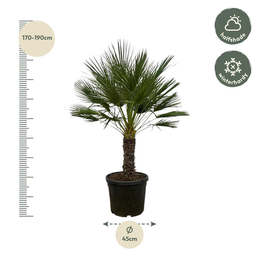 Dwergpalm – Chamaerops humilis op stam  – 150 cm