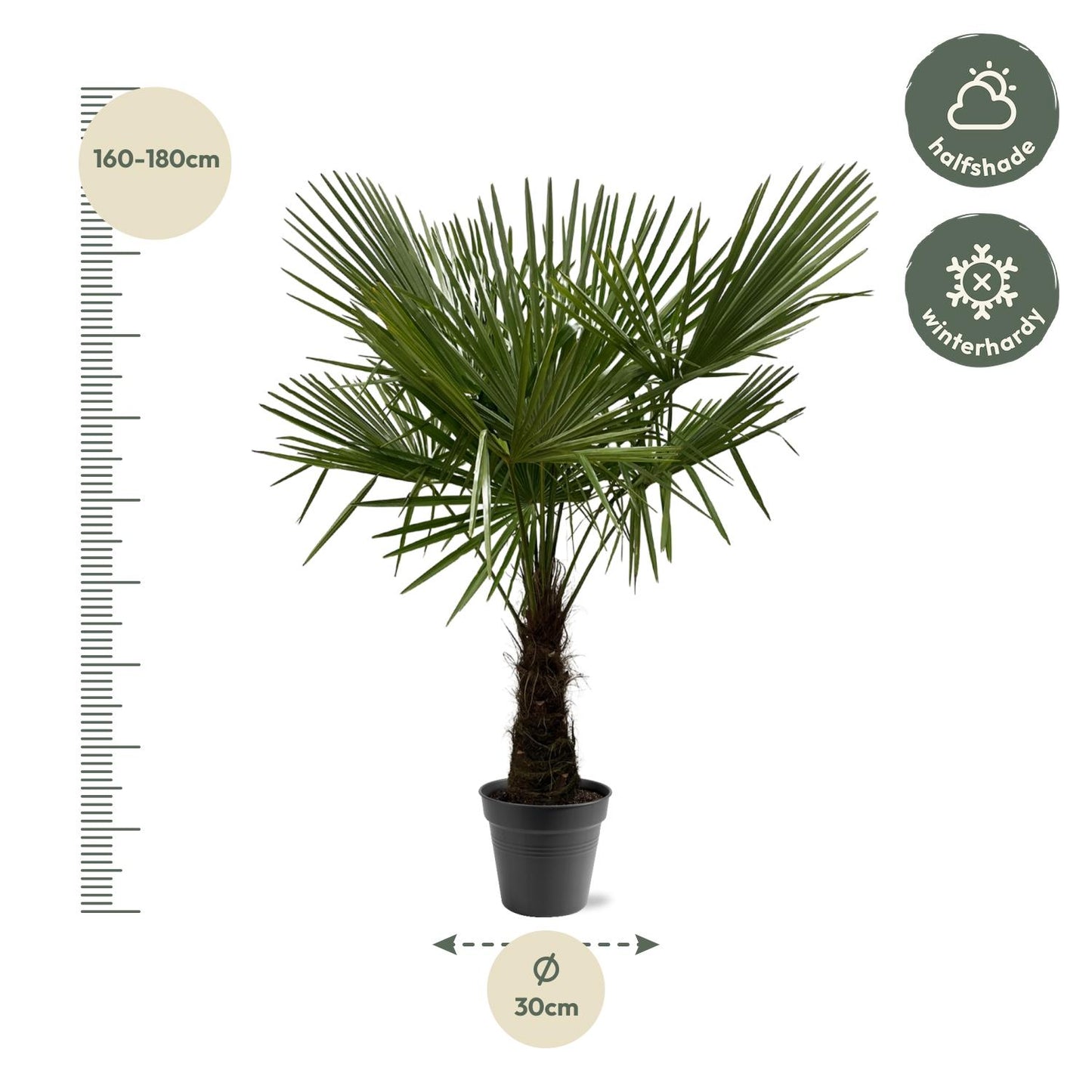 Henneppalm – Trachycarpus fortunei – 180 cm