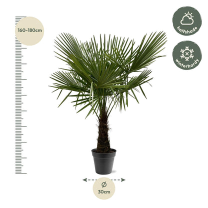 Henneppalm – Trachycarpus fortunei – 180 cm