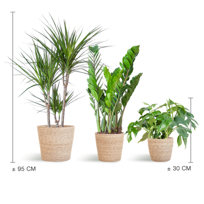 Plantenbox set van 3 - medium - met mand Sofia