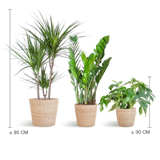 Plantenbox set van 3 - medium - met mand Sofia