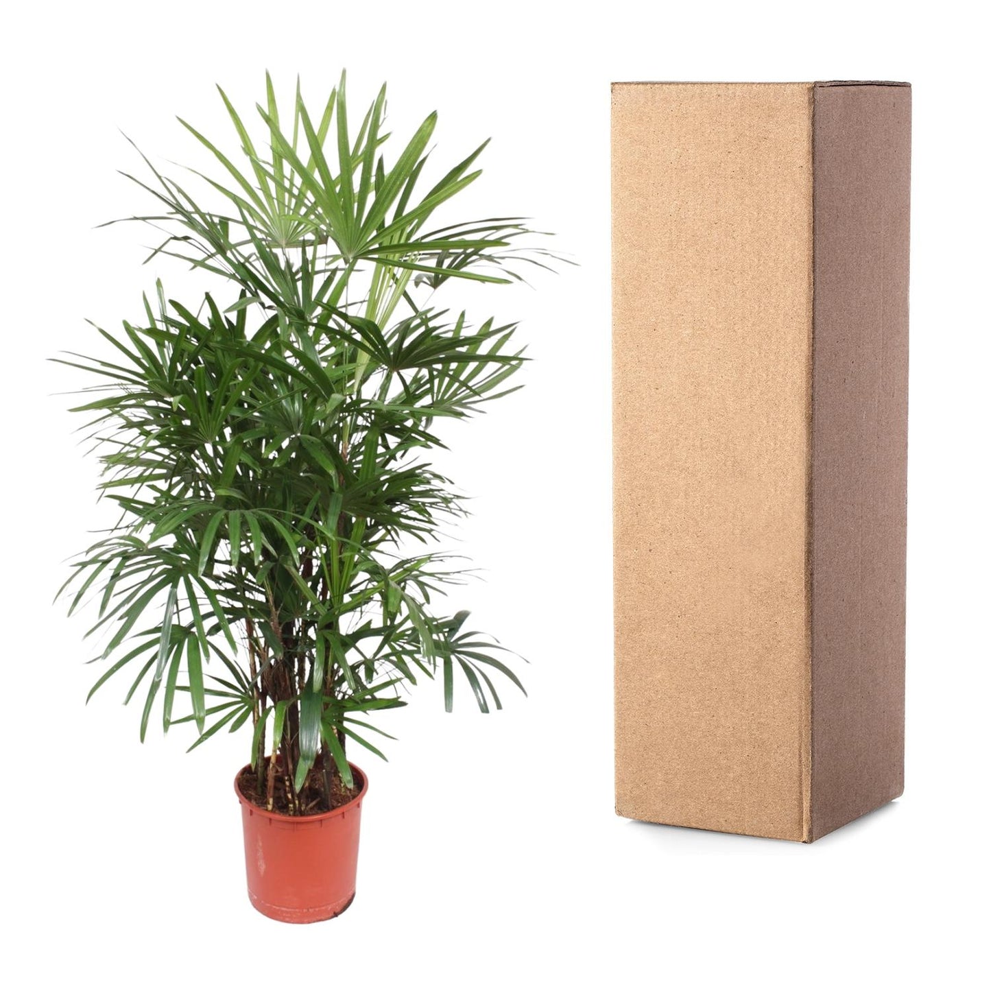 Vingerpalm – Rhapis excelsa – 190 cm