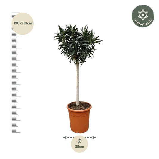 Oleander – Nerium oleander - Roze bloem  – 200 cm